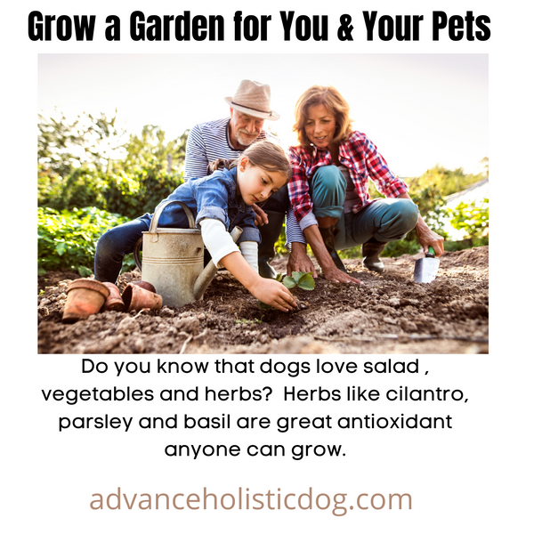 Garden for You & Your Dogs
