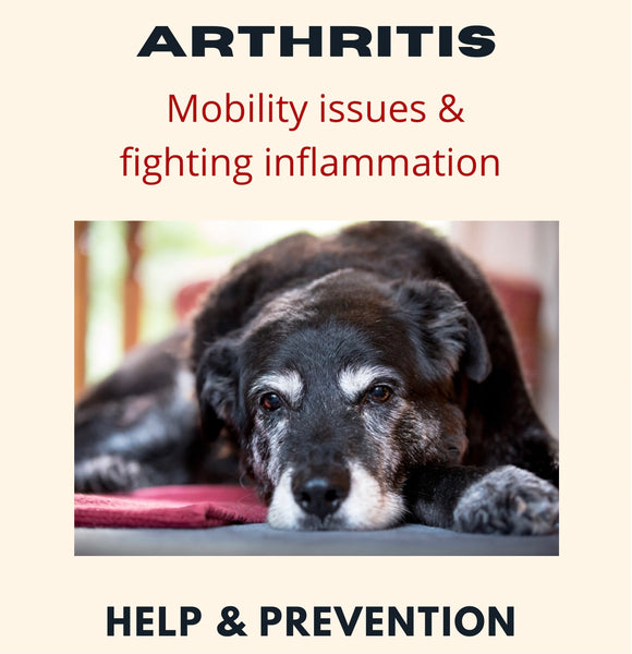 Arthritis- Mobility Issues with Your Dog