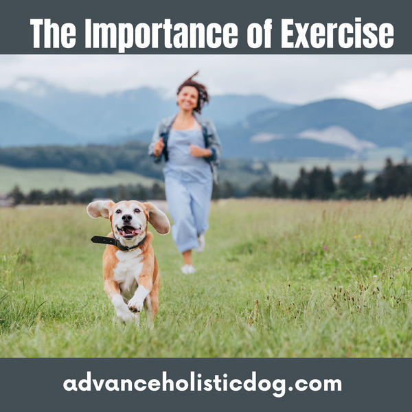 The Importance of Exercise for Your Dog
