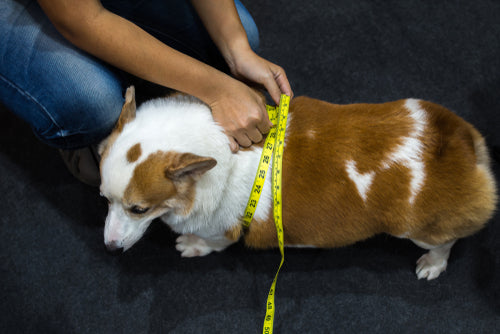 Canine Obesity- An Important Topic